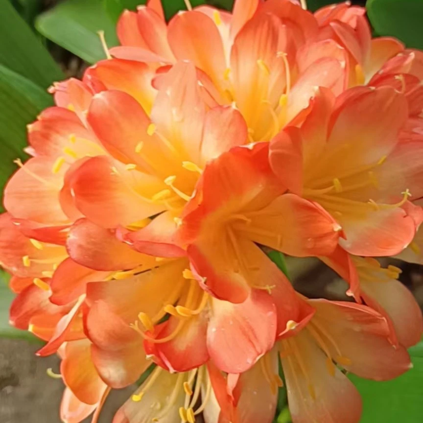 精品橘红花君子兰室内花卉高档好养绿植兰花盆栽精品苗