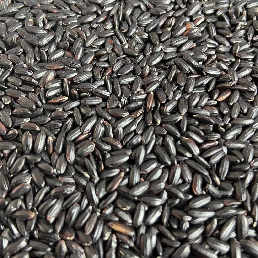 龙江特产黑米糙米营养天然饱腹可煮粥煮饭新米