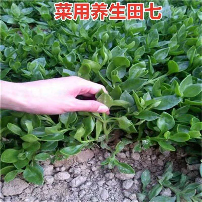 食用田七种子  保健菜 特菜种子 观赏食用 阳台 盆栽庭院抗病性强