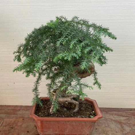 名贵澳洲杉树盆景树桩室内客厅四季常青大盆南洋杉不老松盆栽植物