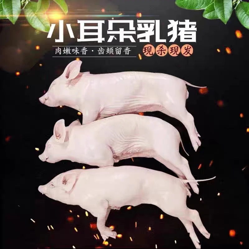 冻乳猪江苏乳猪批发6-20斤