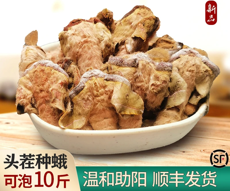 辽宁省西丰县鲜雄蚕蛾50个一斤起包邮