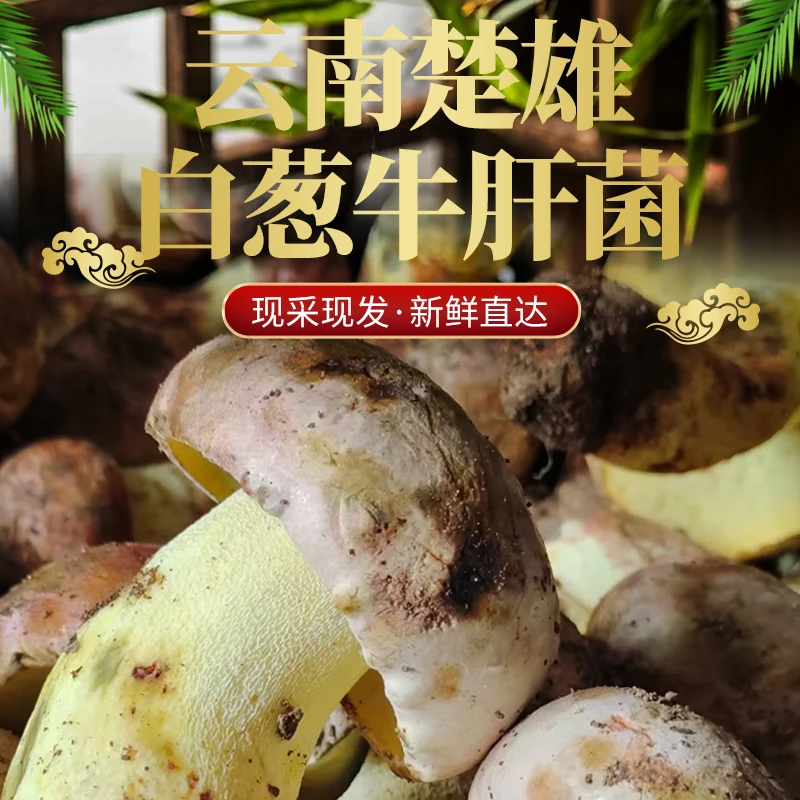 云南新鲜野生菌白葱牛肝菌见手青煲汤爆炒肉质厚实味道鲜美香味