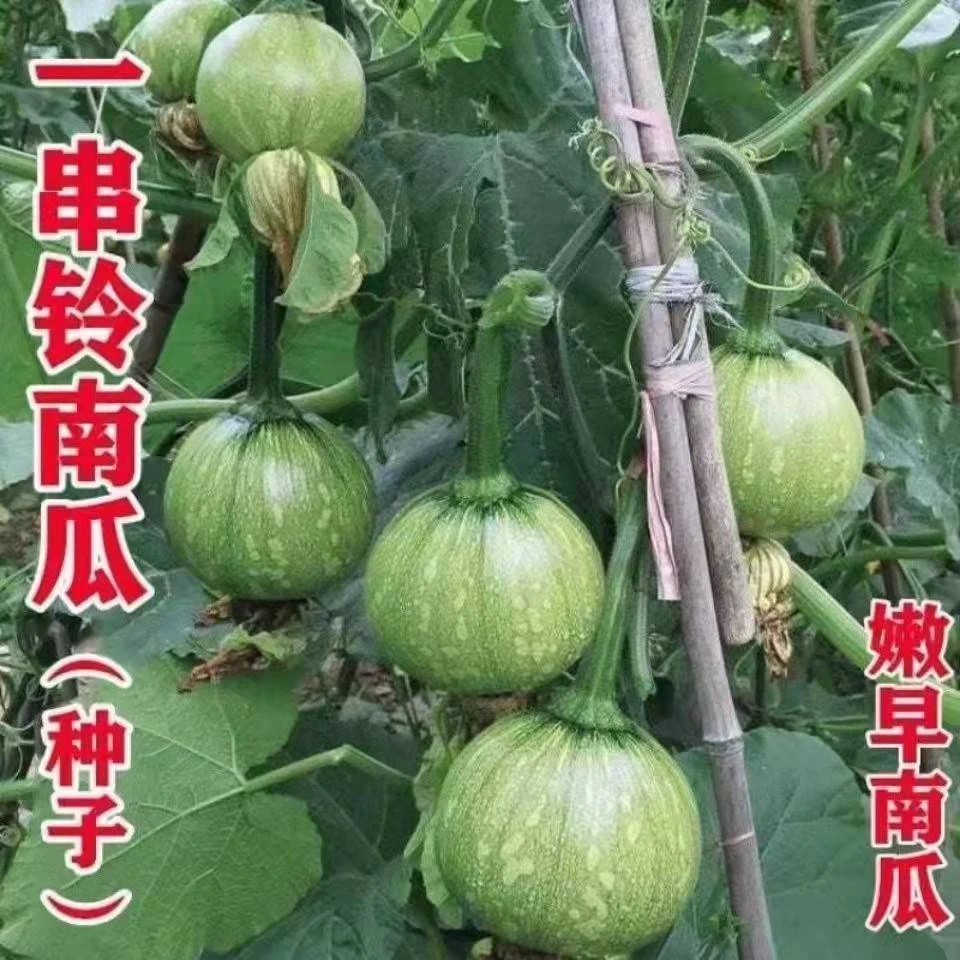早熟小南瓜种子 一串铃南瓜种籽种植青瓜春夏秋季易种庭院蔬菜种