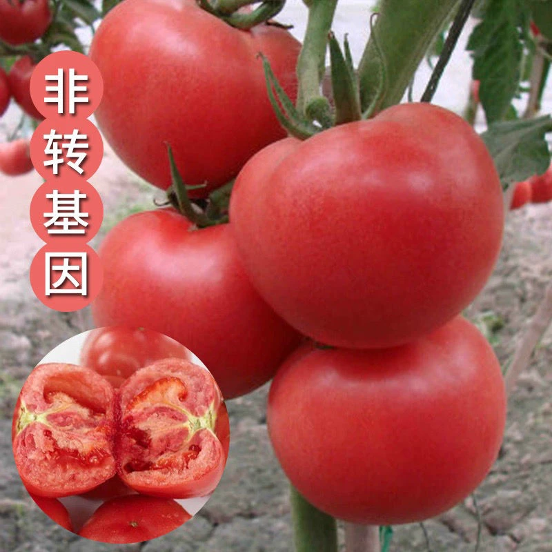 西红柿种子大番茄种子水果西红柿菜籽高产易种蔬菜籽庭院阳台盆栽