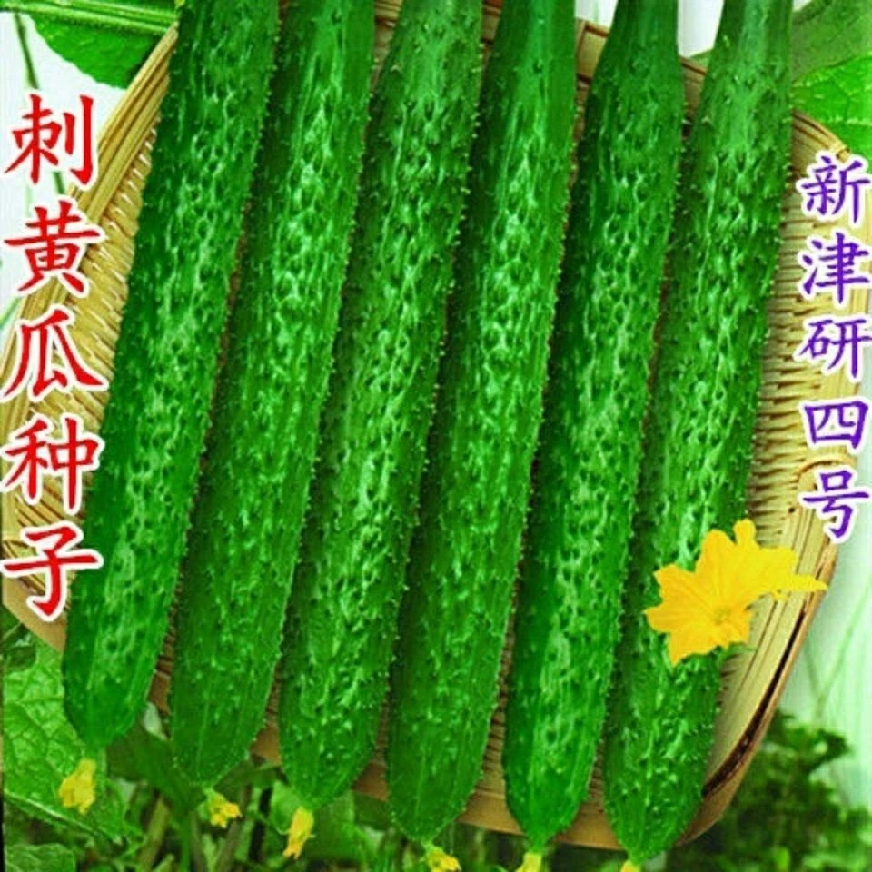 拍3送1津研四号刺黄瓜种子春季播种蔬菜水果黄瓜种子庭院阳台盆栽