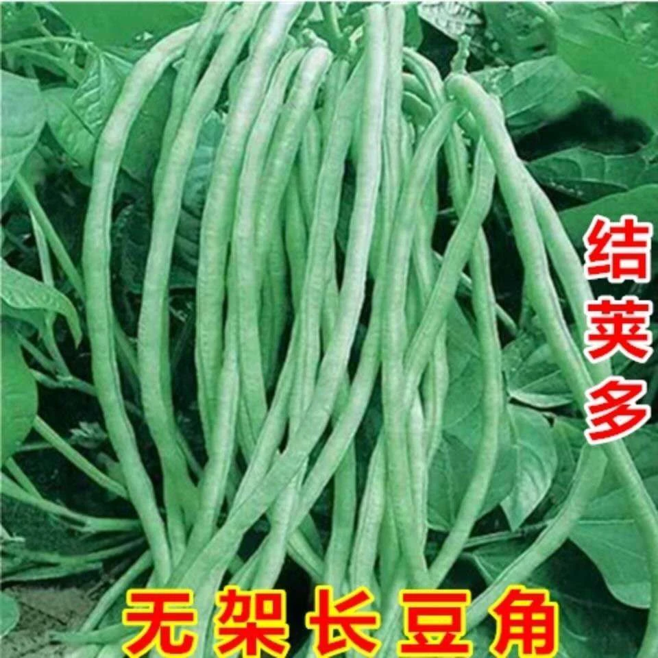 拍3送1无架豆种子地豆角种孑豇豆种籽高产早熟春季秋季蔬菜种子