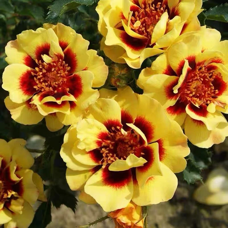 應花园裸根修剪发货 日落巴比伦眼睛 荷兰淡香抗病耐热耐寒多季