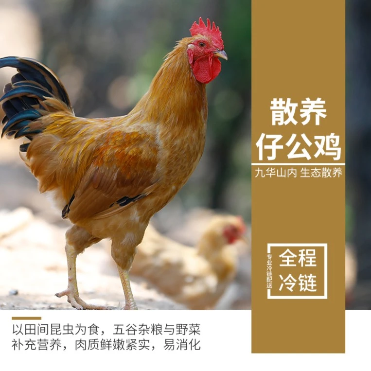 （土豆专属）皖南九华山生态散养土鸡童子鸡仔公鸡肉质鲜嫩营养紧实