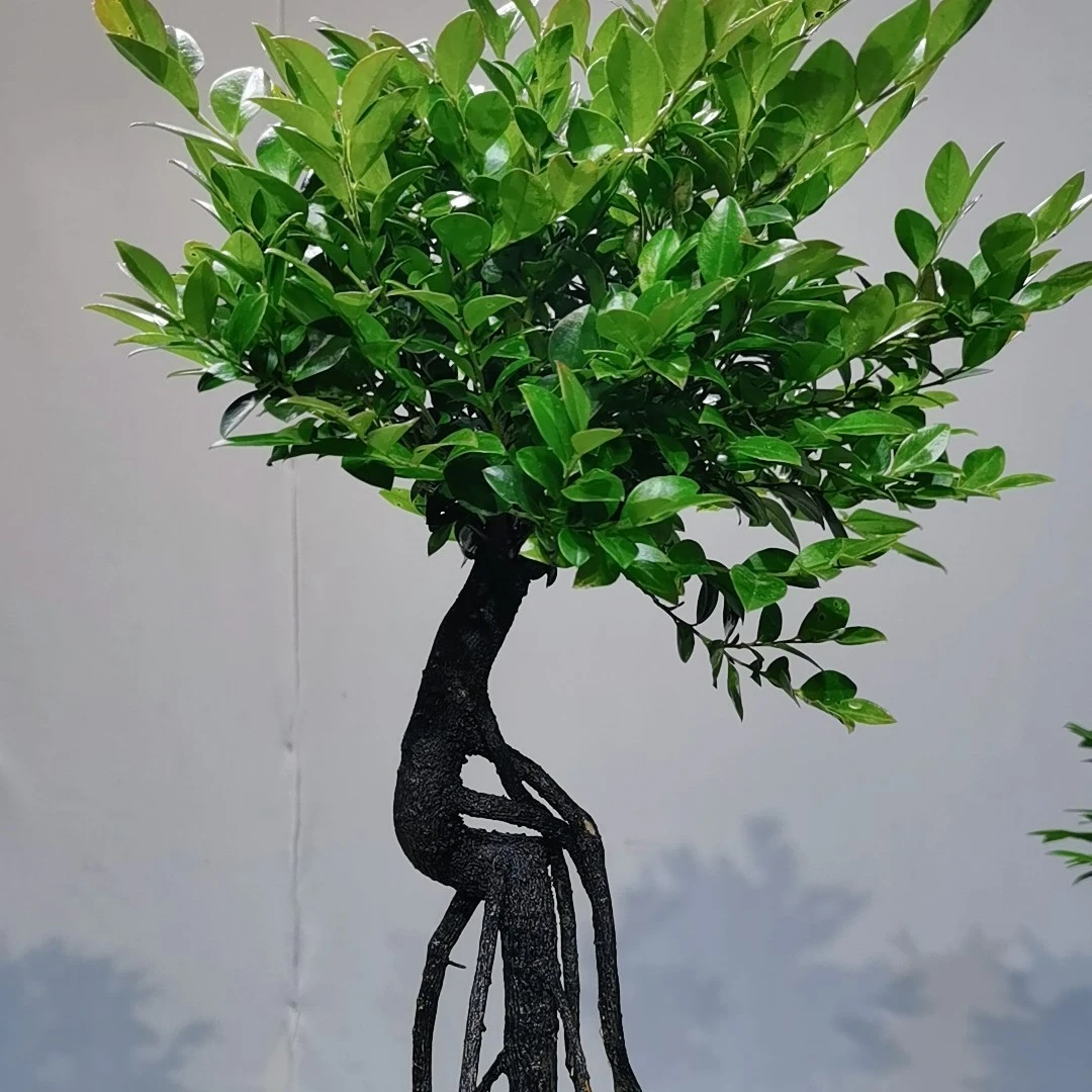 【1000元以上档】盆景绿植花卉直播间一物一拍付款入口