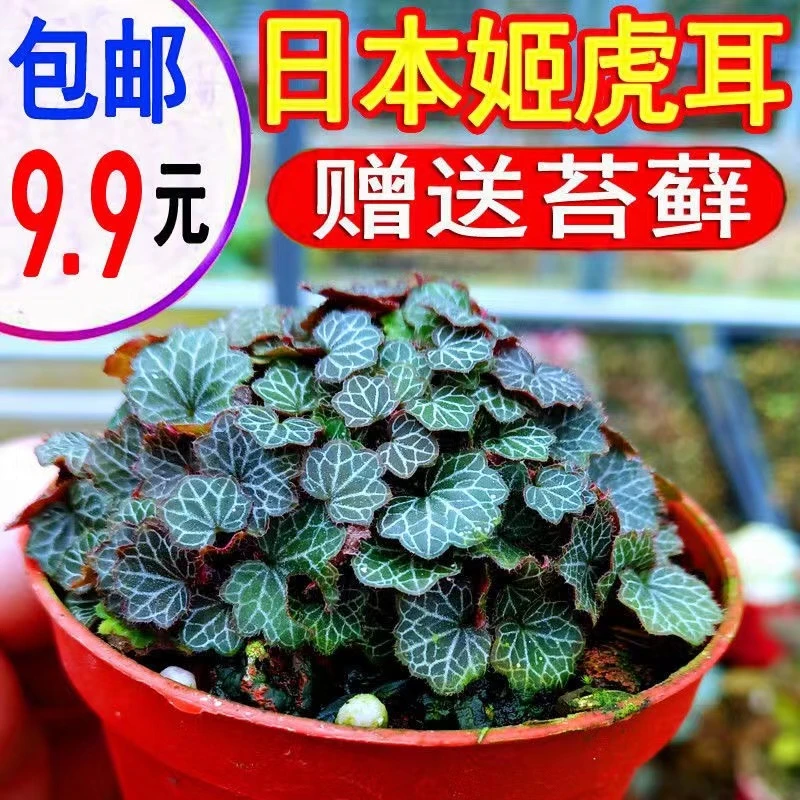 带花苞四季开花大文字草日本姬虎耳七变化盆栽苗御锁车虎耳草绿植
