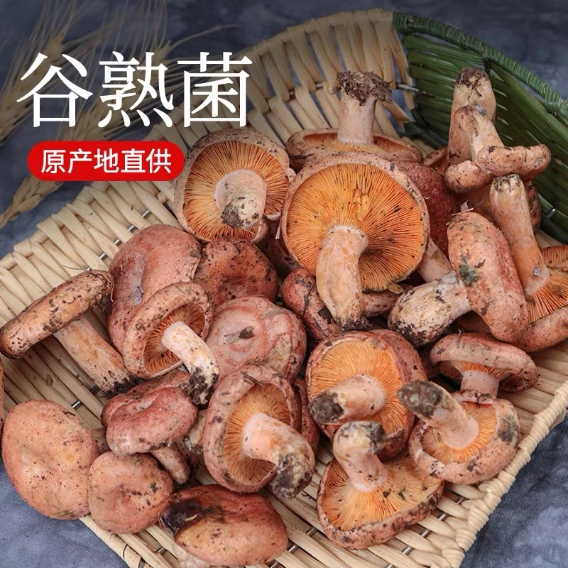 精品新鲜谷熟菌野生铜绿菌云南山珍特产松树菌500克顺丰空运包邮