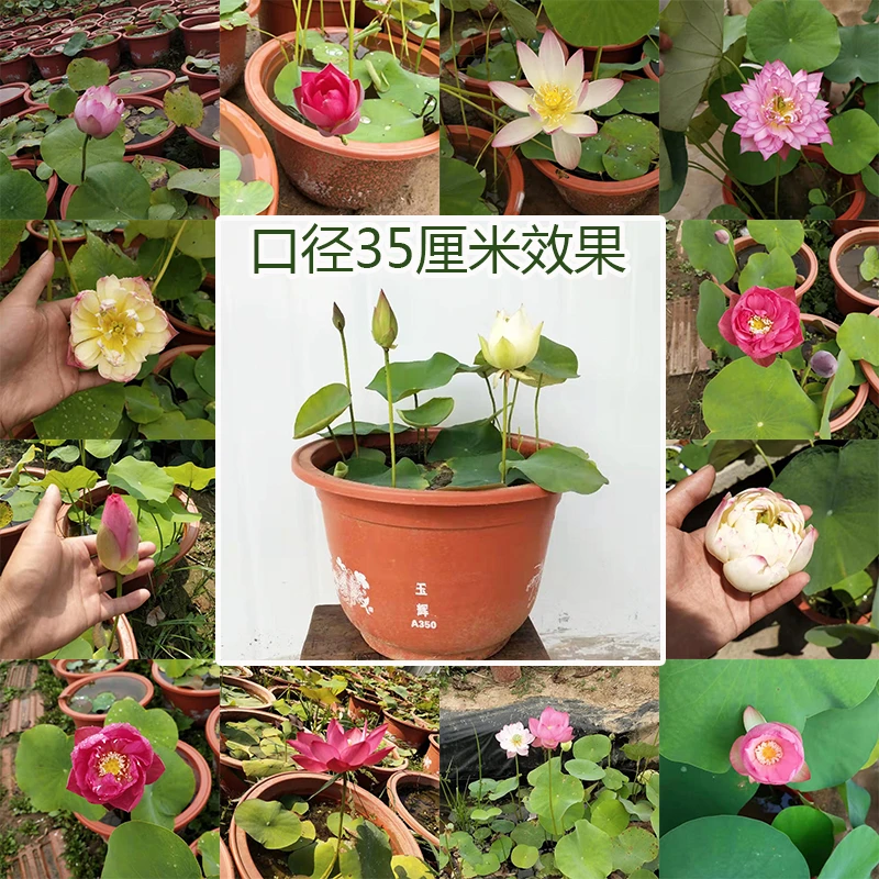 碗莲种子中小型开花种子盆栽水生植物碗莲种子