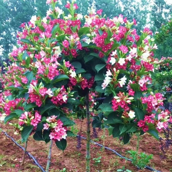 【金品花卉】五彩锦带树耐热耐寒植物观花