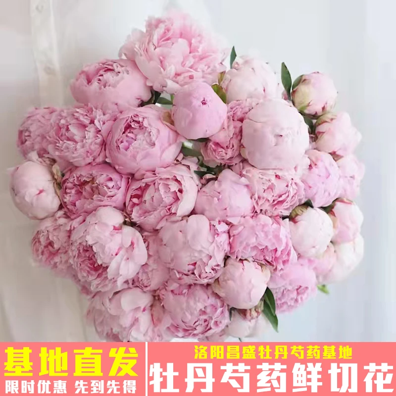 洛阳精品芍药花四年苗5棵装随机品种发货盆栽洛阳正宗室外耐寒