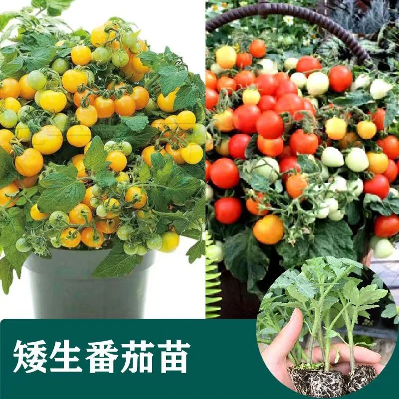 【浮力】矮生番茄苗 新手适合种植