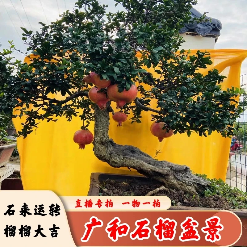 石榴盆景小老桩石榴