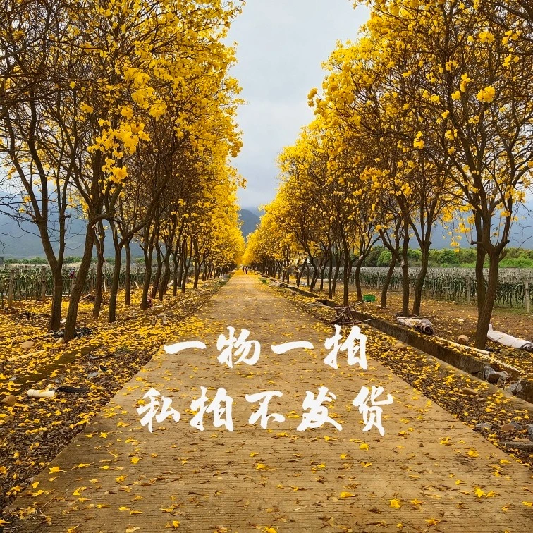 翁源兰花,直播间一物一拍