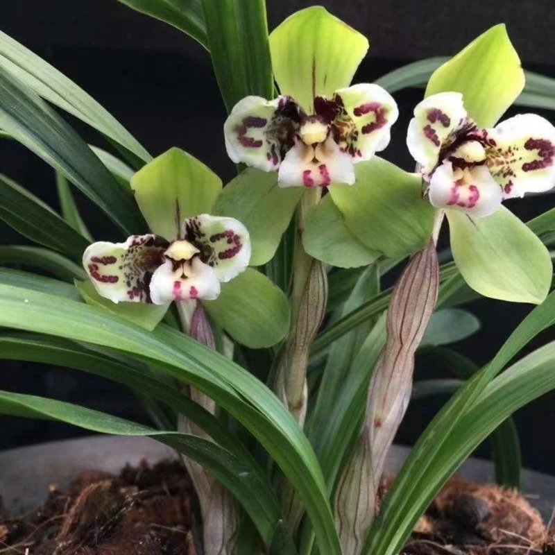 春兰蝶草蝶花 三皇 三圣 大元宝 五彩蝴蝶 三星蝶