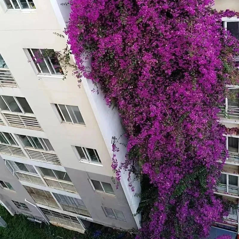 三角梅老桩云南紫四季开花爬藤开花深紫色（一物一拍