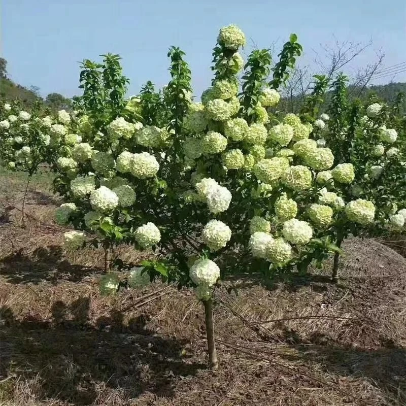 中华木本绣球花庭院别墅种植