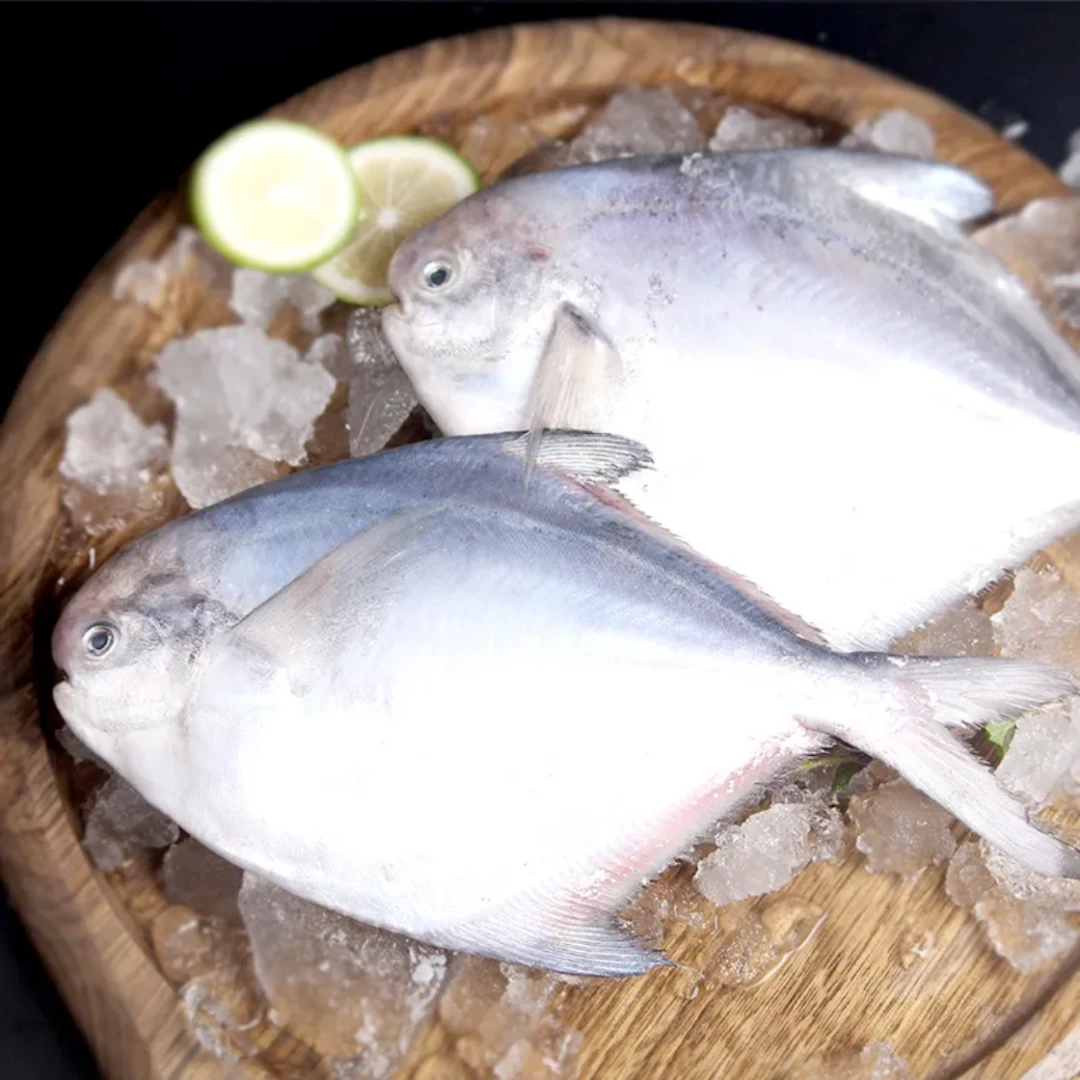 【保鲜】平鱼 7两左右/条 3斤 顺丰发货