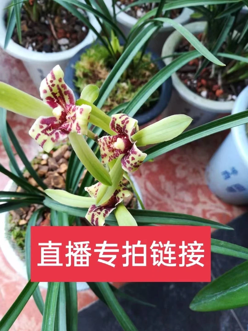 春兰红花.开花浓香.直播间一物一拍
