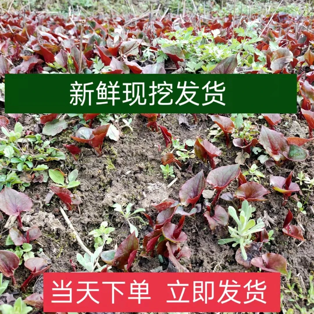 贵州折耳根现挖带泥发货