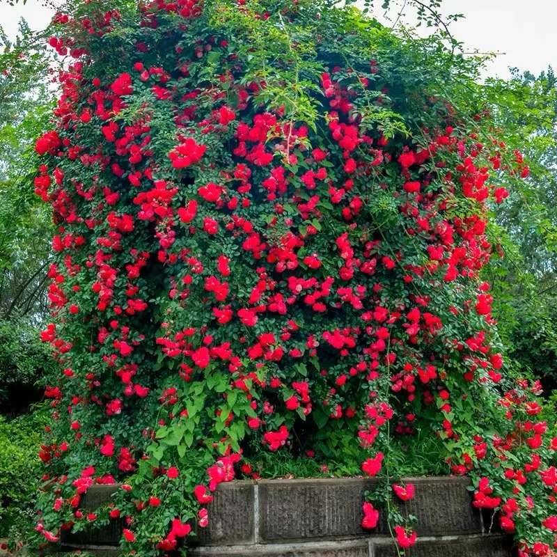 锦赏四季红木香花四季红色爬藤植物苗盆栽攀爬蔷薇花卉
