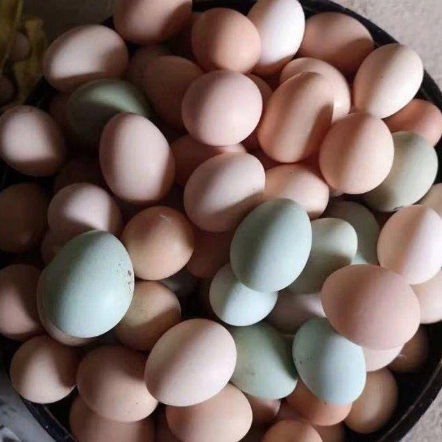 丹江口市农家桔园散养土鸡蛋100枚/箱（包邮）新鲜农产品食用