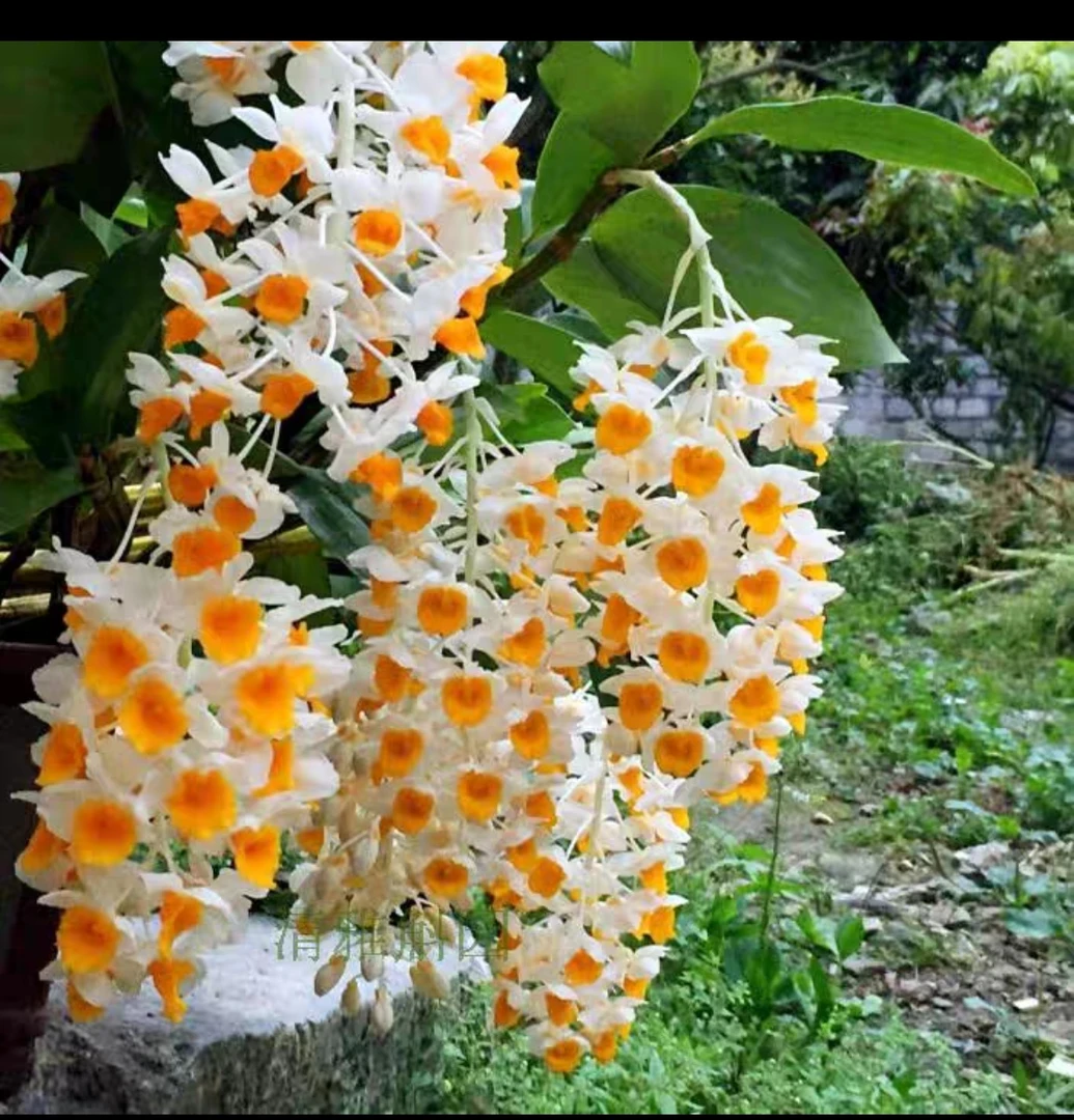 花草盆景，球花石斛，鲜花