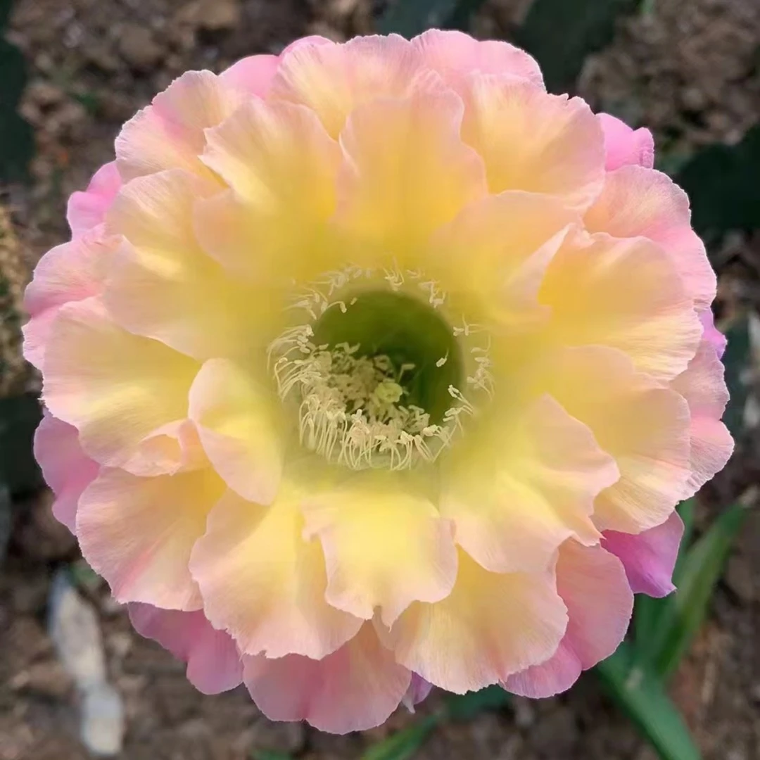 一物一拍付款专用，私拍发土