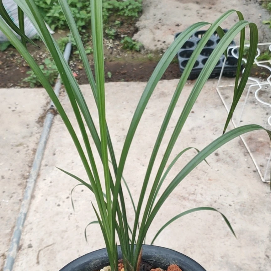 南晨兰花春兰春剑四季开花浓香好养兰花苗