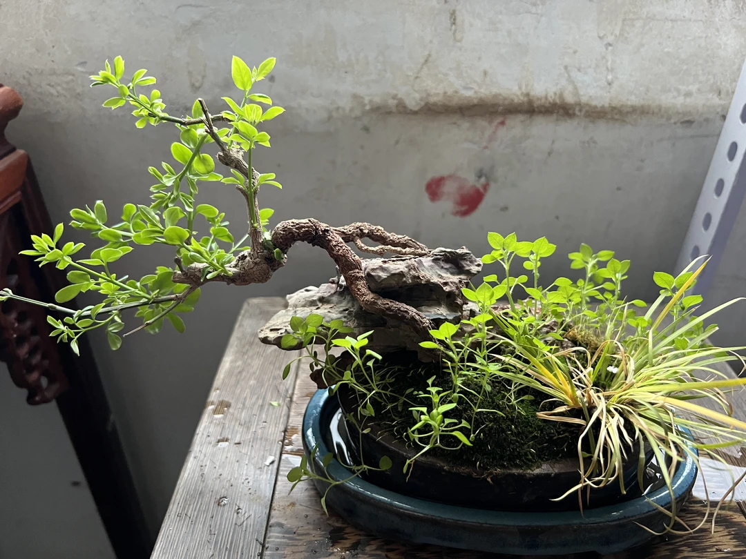 灵璧石奇石花盆盆景绿植盆栽