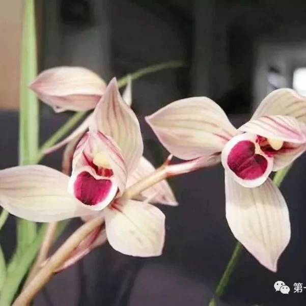 兰花直播间拍品1号