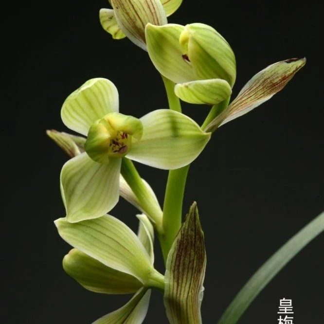 兰花春兰直播间2号