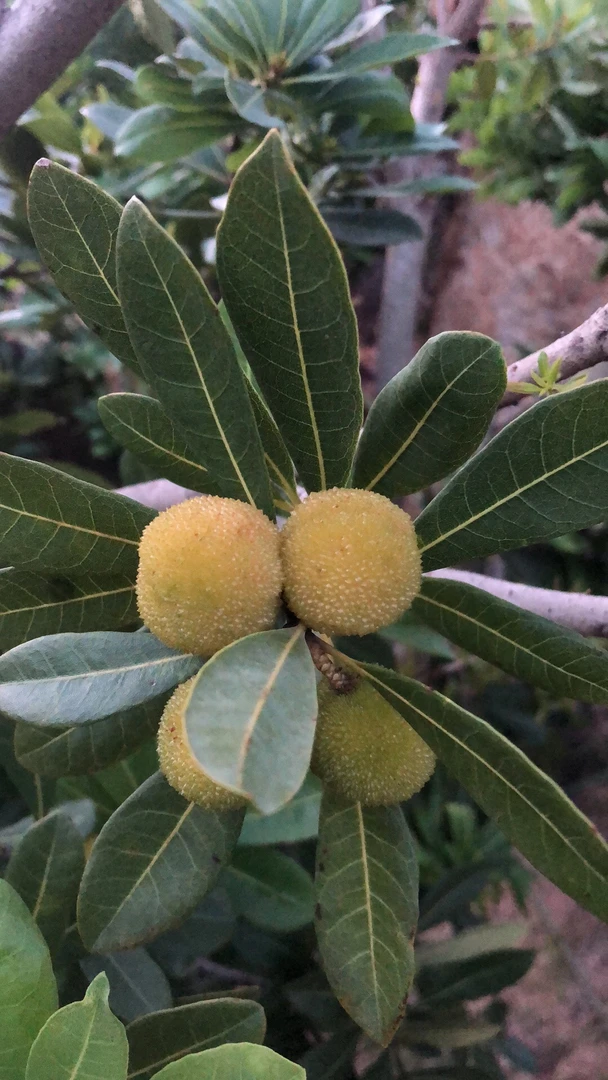 浮宫白梅泡酒专属5斤净果