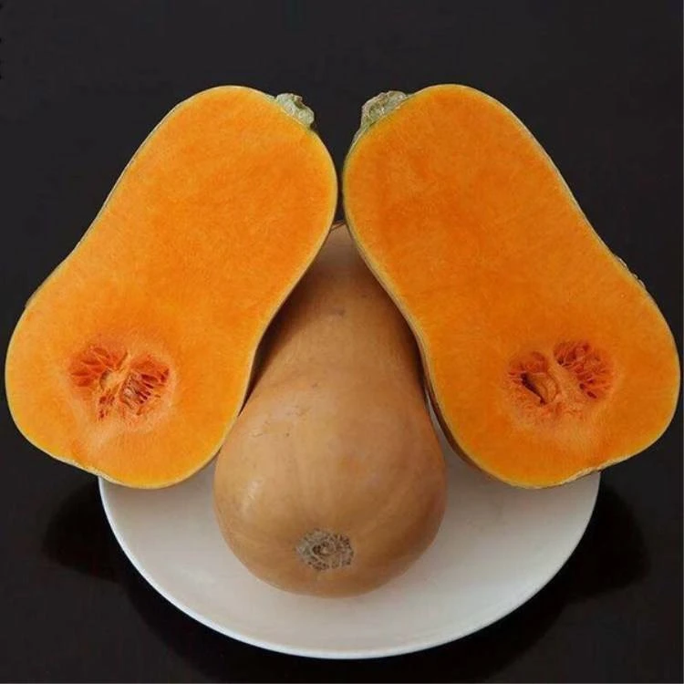 奶油南瓜种子蜜本南瓜早熟香甜软糯春夏秋种植蔬菜简单春季夏季