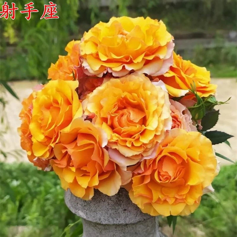 【射手座】阳台树桩月季 金黄色 大花多季开花 花量超多 棒棒糖