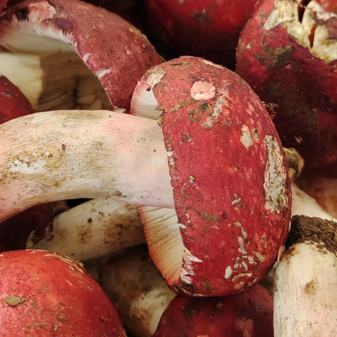 云南新鲜大红菇500g