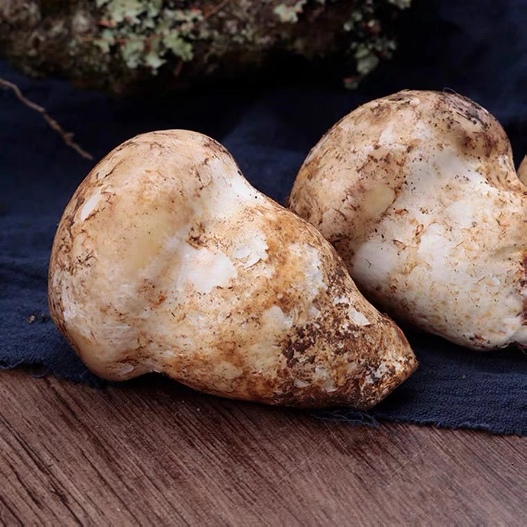 【老人头】2022云南新鲜老人头菌仙人头非干货食用菌蘑菇500g