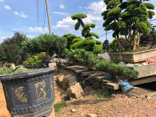 罗汉松盆景，一物一拍，基地直发