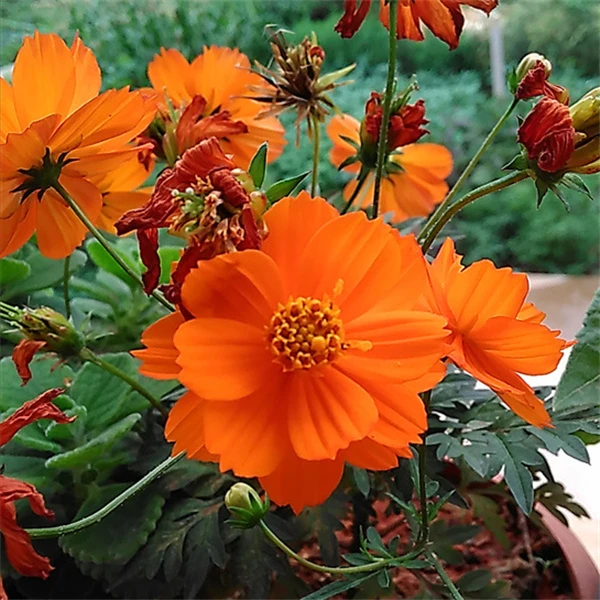 【新疆包邮】硫华菊种子四季播种易活室外菊花种籽子庭院盆栽花卉