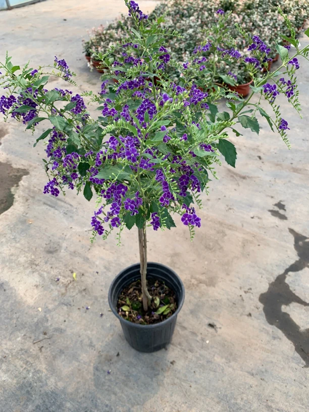 蕾丝金露花 巧克力花 棒棒糖造型