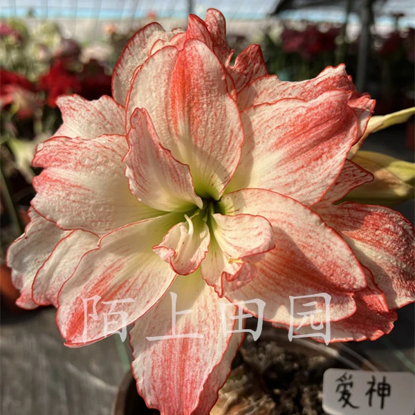 【爱神】★荷兰重瓣朱顶红种球室内外盆栽阳台花卉北方种植1-8