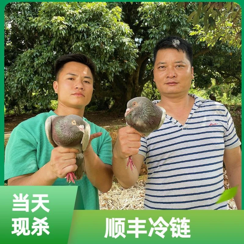 【顺丰包邮】农家土鸽子 玉米粮喂养 现抓现杀 营养新鲜