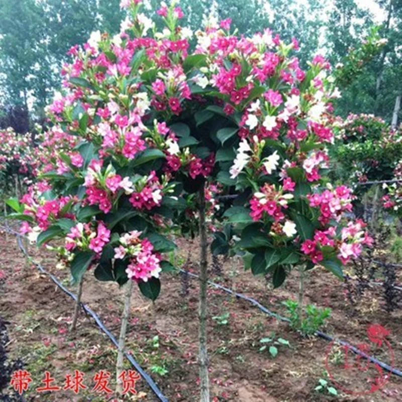五彩锦带花树盆栽锦带苗别墅庭院耐寒大型风景树五彩锦带树苗花卉