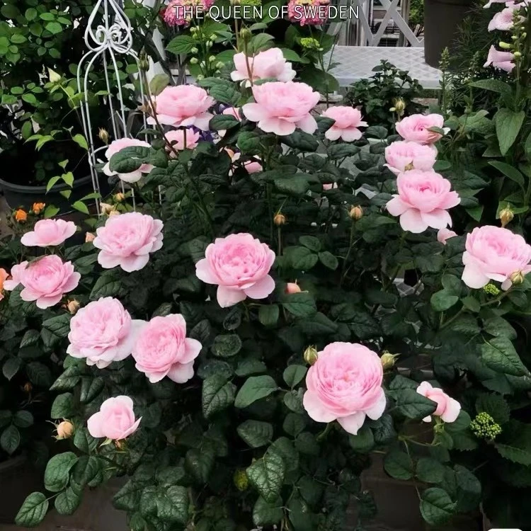 瑞典女王藤本月季永不垂头多季开花爬墙拱门夏季花柱中花浓香庭院