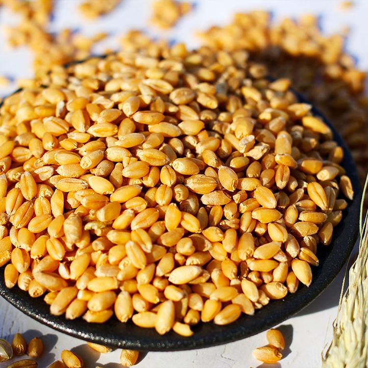 激安本物 令和4年産 小麦 ゆきちから 種子 5kg