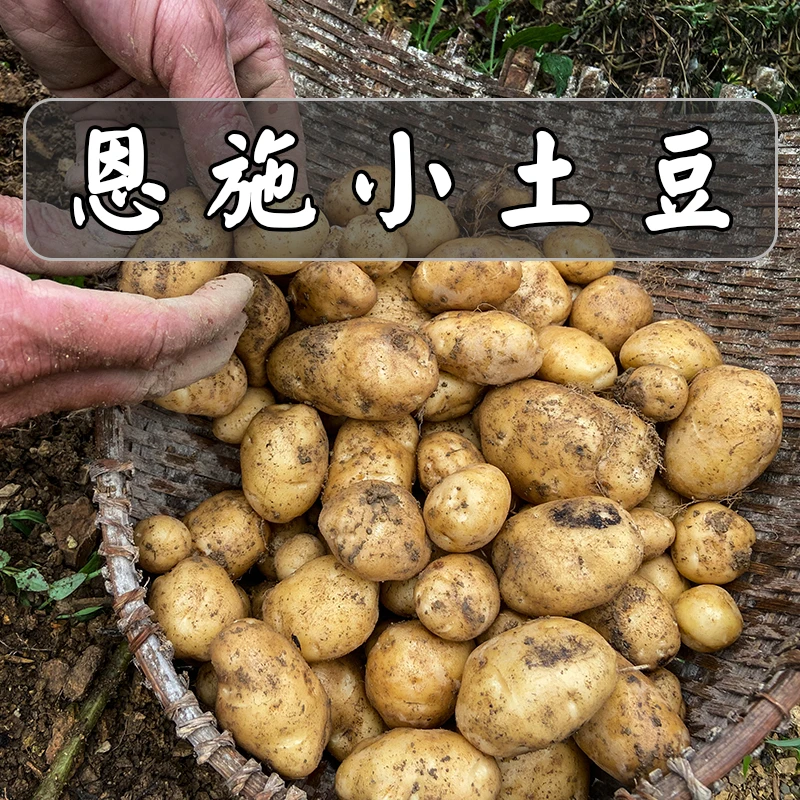 【马尔科土豆】2025高山洋芋湖北恩施富硒小土豆农家自种马铃薯